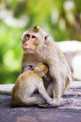 baby monkey eating milk from mother's breast