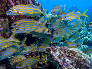 Haemulon flavolineatum,French grunt