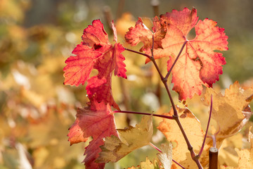 Vine with red and yellow leaves, close-up / Vine with red and yellow leaves in autumn sunny day