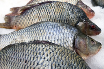 fish in ice © Anatasia