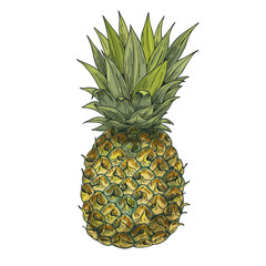 Pineapple. Full color realistic sketch vector illustration. 
