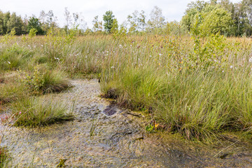 Moorlandschaft