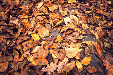 Red and Orange Autumn Leaves Background