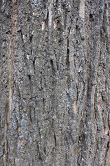 Tree bark