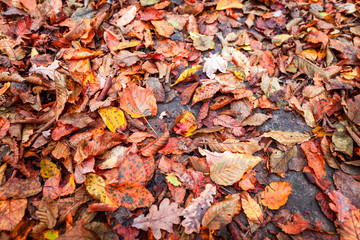 Red and Orange Autumn Leaves Background