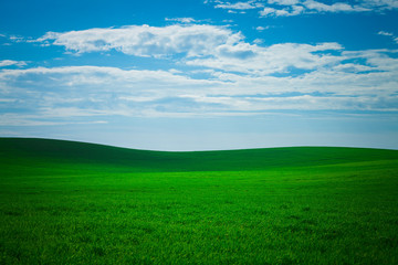Fototapeta na wymiar gress, green field
