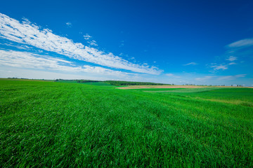 Obraz premium gress, green field