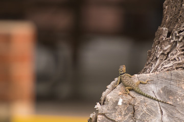 lizard