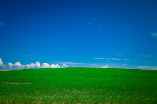 gress, green field