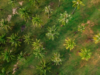 Fototapeta premium Coconut palm tree top view on the sea beach with shadow in the morning