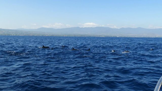 Group of dolphins passing by in Bali sea, Indonesia