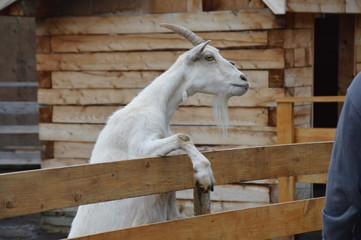 goat begging