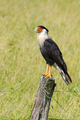 crested caracara