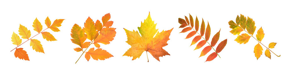 Beautiful  Autumn yellow and red leaves on isolated white background
