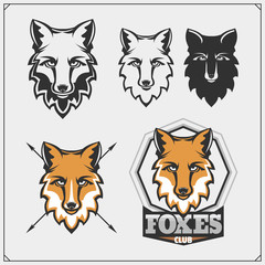 Set of foxes. Vector illustration.