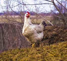 chicken on a dunghill. Chickens