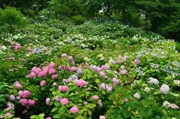 Fototapeta na wymiar 名古屋市にあるアジサイが美しい公園、一面に広がるアジサイ