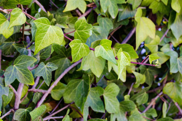 Green climbing ivy over wall