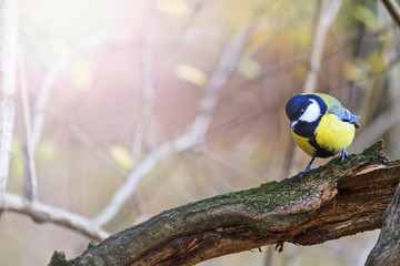 forest bird on a dry branch