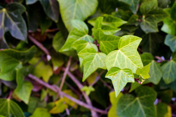 Fototapeta na wymiar Green climbing ivy over wall