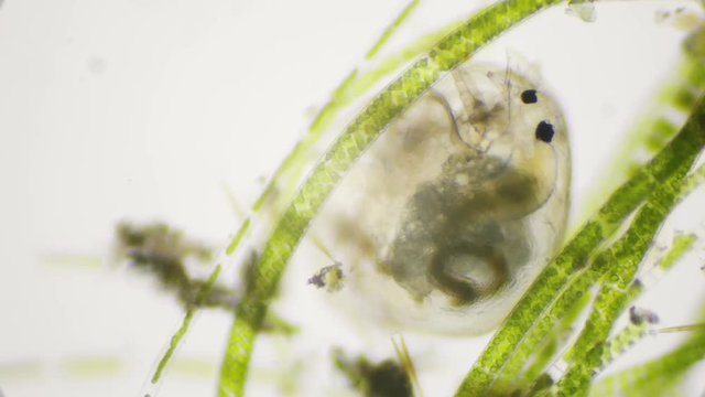 Water flea under the microscope in 4k