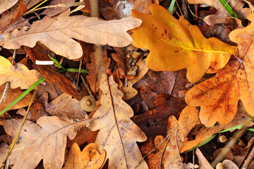 colored leaves lie on the ground