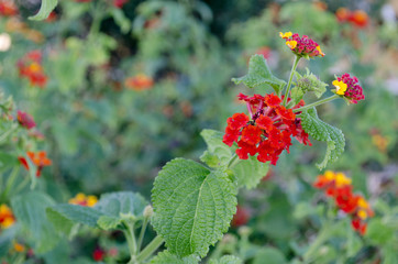  Lantana flowers with rare orange red colour