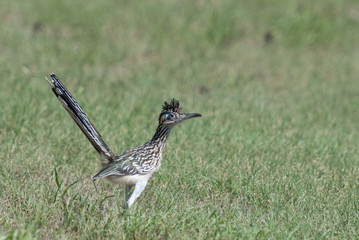 roadrunner