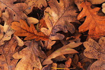 oak leaves of autumn color