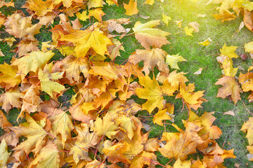 Bright yellow leaves