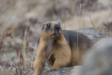 Himalayan marmot