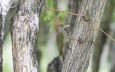 Scaly-bellied woodpecker