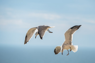 seagulls diving