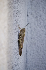 insect on the wall
