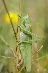 Grüne Heupferd - Tettigonia viridissima - Makroaufnahme von der Seite