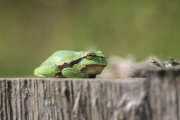 Europäische Laubfrosch - Hyla arborea - Makroaufnahme
