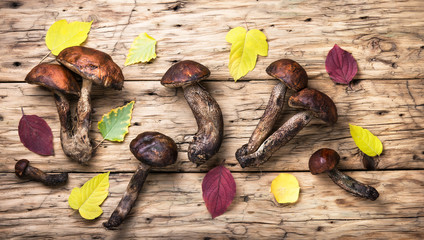 harvest of forest mushrooms