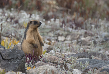 Himalayan marmot
