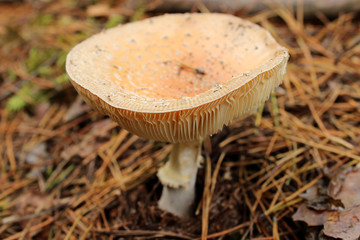 Mushroom cap
