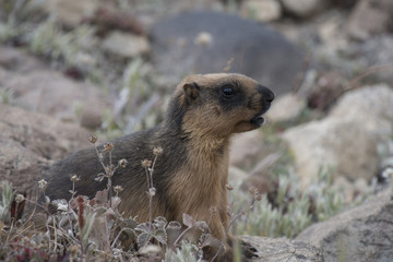 Himalayan marmot