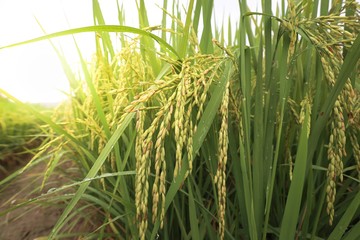 Fototapeta premium Rice field with morning light in Thailand