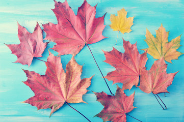 Naklejka na ściany i meble autumn maple leaves red and yellow on a blue wooden background