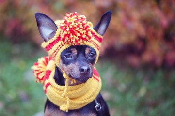 Dog in a scarf and hat in an autumn park. Theme of autumn. Funny puppy of the toy-terrier