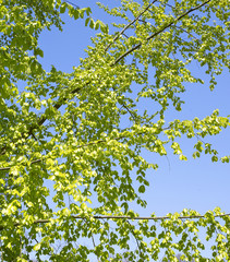 fresh green leaves against the clear blue sky