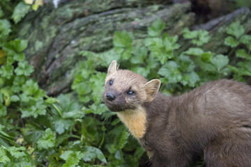 Naklejka premium pine martin close up portrait hunting, stalking