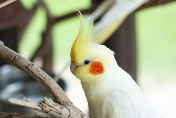 White Cockatoo