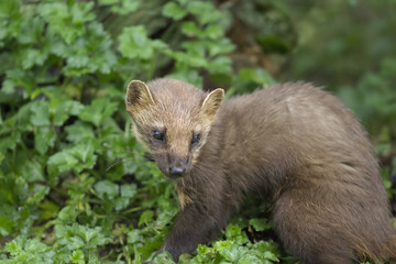 Obraz premium pine martin close up portrait hunting, stalking