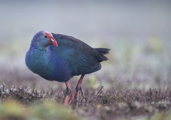 Grey headed swamphen