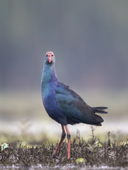 Grey headed swamphen