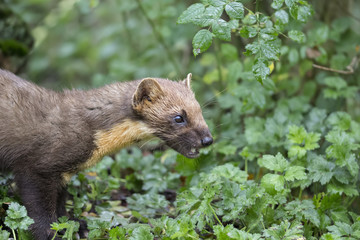Obraz premium pine martin close up portrait hunting, stalking